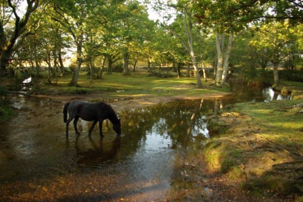 Horses New Forest