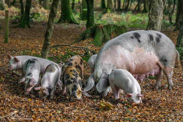 New forest pigs