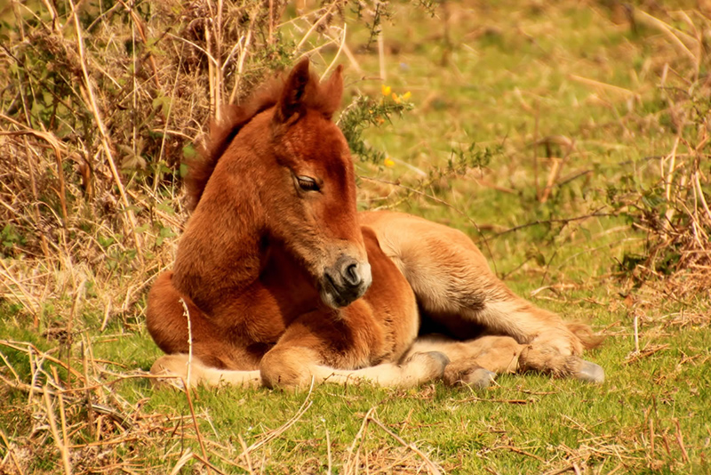 New Forest Pony foal