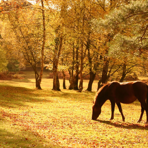 New Forest National Park in autumn